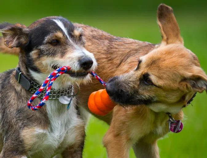 Dogs playing with toy